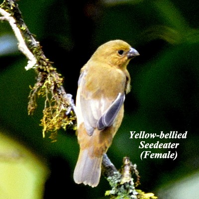 Yellow-bellied Seedeater (Female)